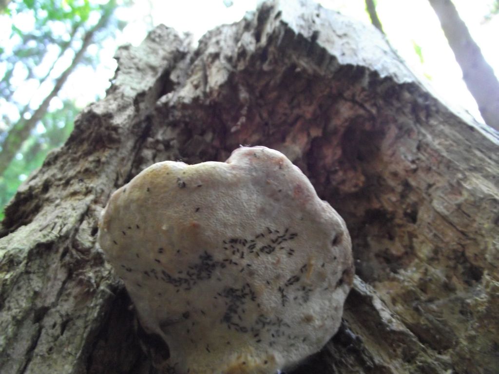 Rotrandiger Baumschwamm - Rotrandiger Baumschwann von unten. Zu erkennen sind die weißen Röhren/Poren inkl. Insektenbefall. 